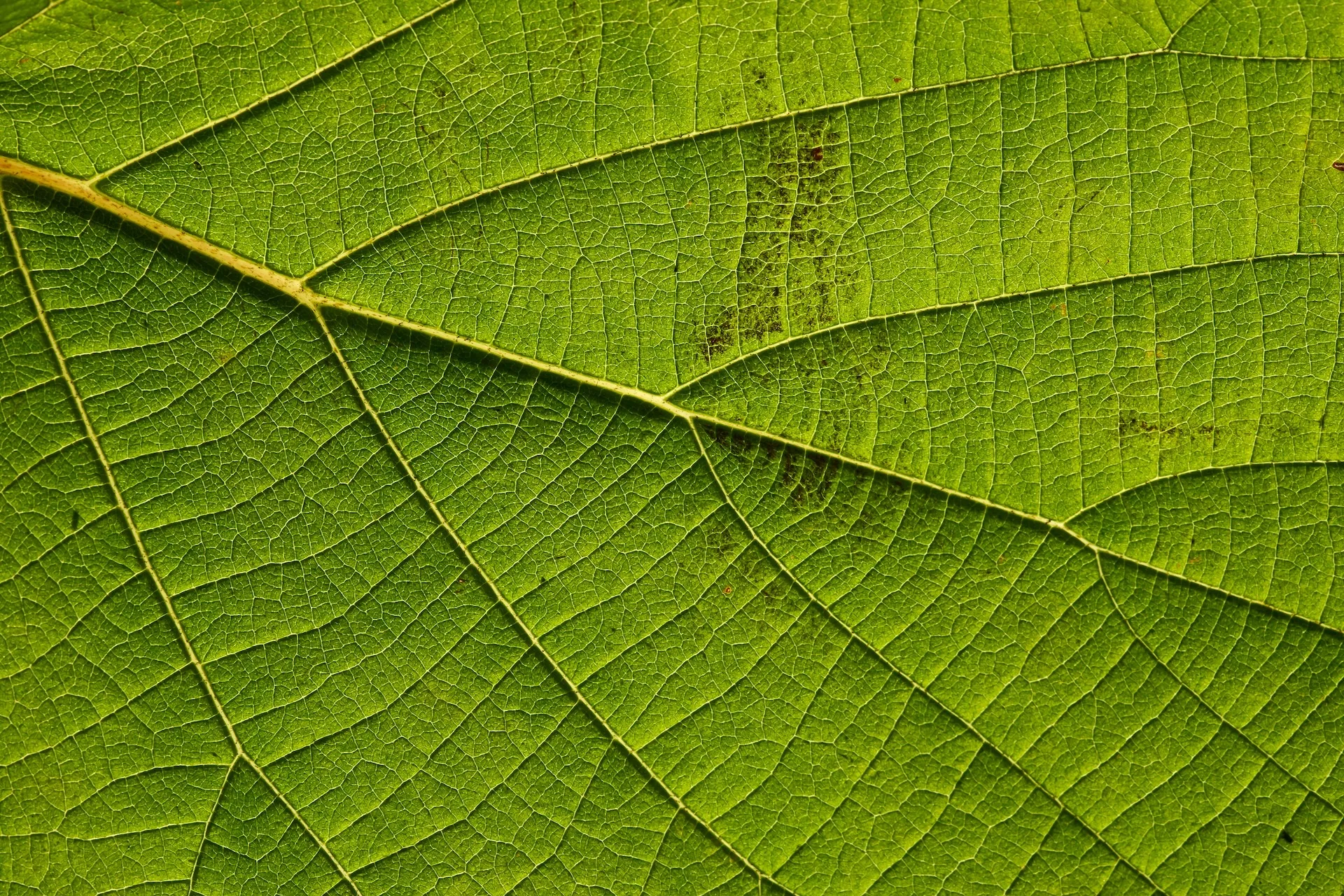leaf